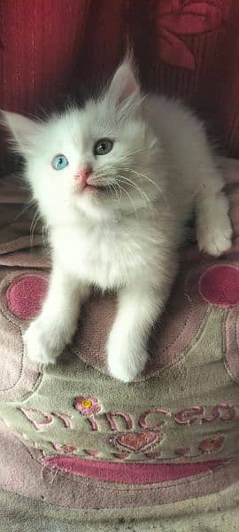 Fluffy and healthy odd eyes female kitten 0