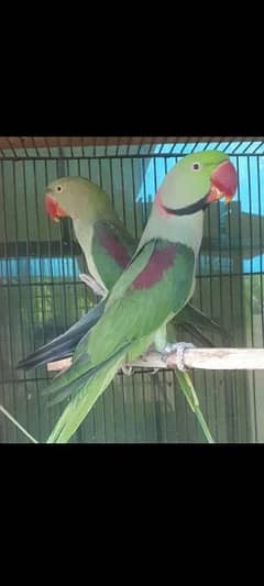 Breeder parrot pair for sale Chiks sale kr dye hai just pair for sale