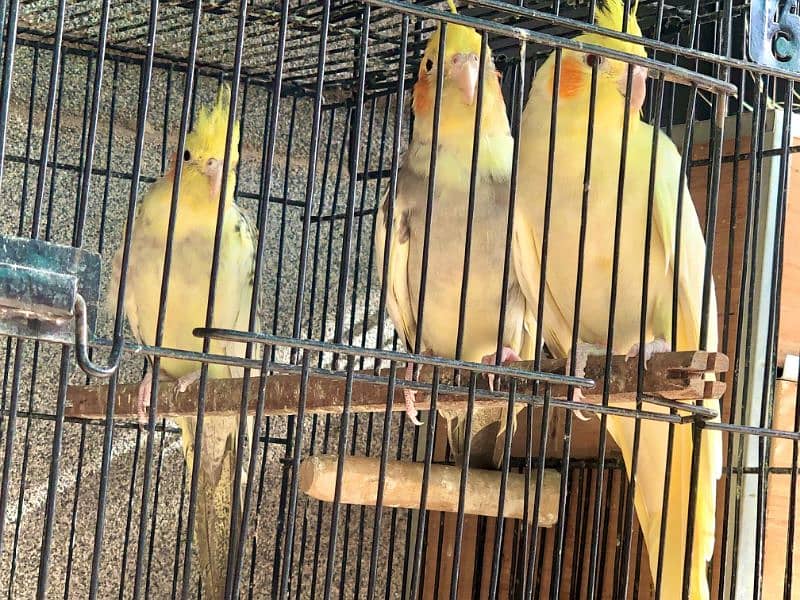 Cocktail Parrot, 8 Breeder Pair 7