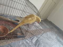 yellow parrots 6.5months 3 piece