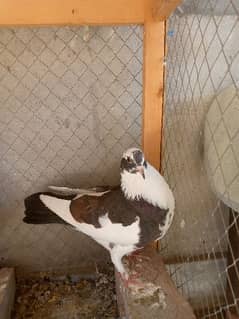 fancy pigeon breeder pair