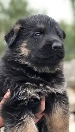 German shepherd puppy available black and black brown