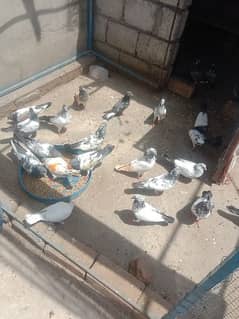 beautiful pigeons for sale: from babies to skilled flyers.