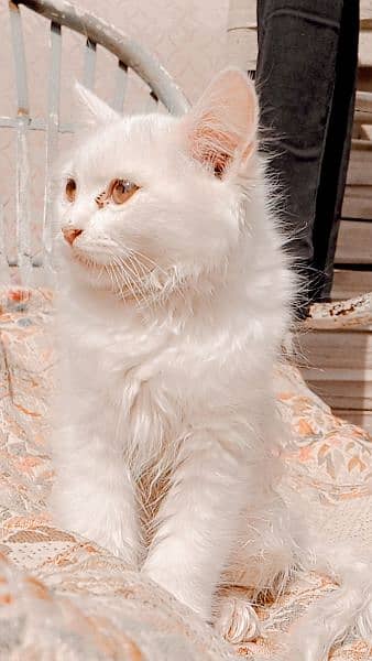 Persian cat 3