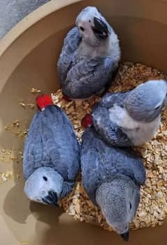 African grey parrot Chicks for sale 0318-7435-049