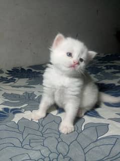 White persion kitten odd eyes
