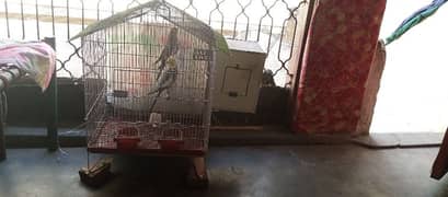 cockatiel parrot with beautifull cage and box