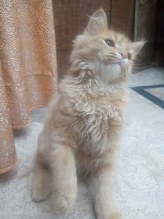 3 month Age Persian female cat