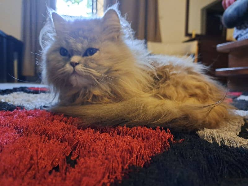 Persian Pet Cat For Sale (vaccinated) 0