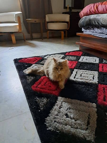 Persian Pet Cat For Sale (vaccinated) 3