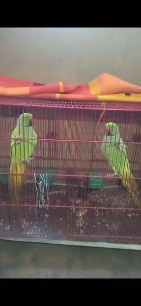 Parrot for Sale with Cage 0