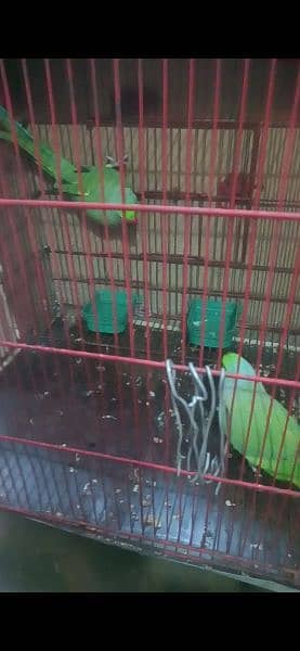 Parrot for Sale with Cage 1