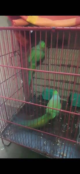 Parrot for Sale with Cage 2