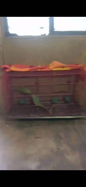 Parrot for Sale with Cage 3
