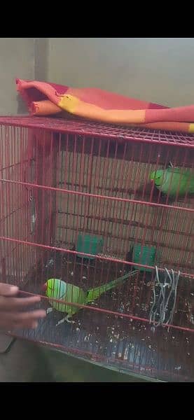 Parrot for Sale with Cage 4