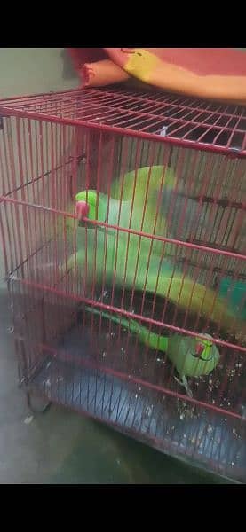 Parrot for Sale with Cage 6