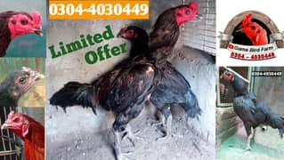 hens / chicks /Pure Thai Chicks/ burmi chicks for sale