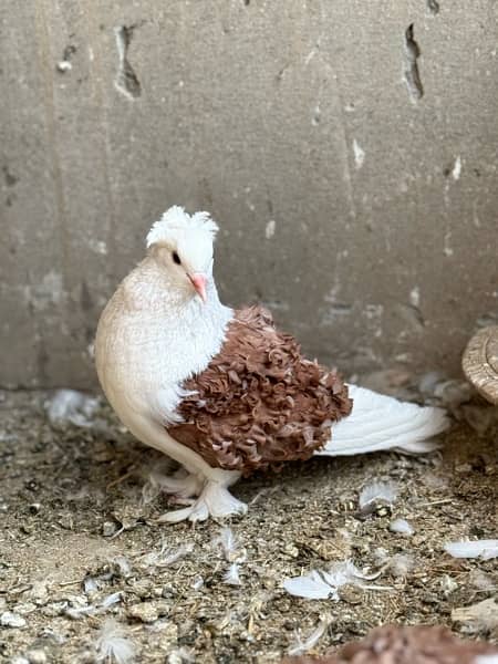 Red saddle frill breeder pair available 1
