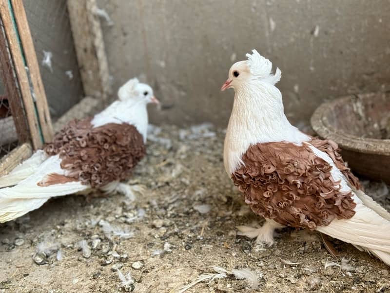 Red saddle frill breeder pair available 3