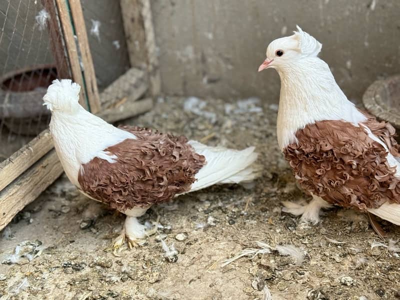 Red saddle frill breeder pair available 6