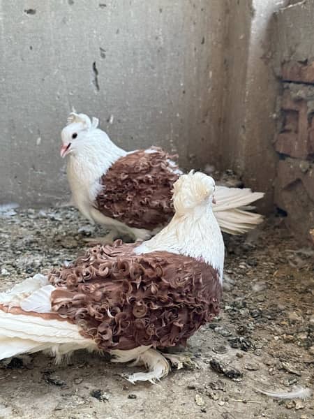 Red saddle frill breeder pair available 9
