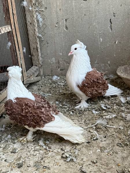 Red saddle frill breeder pair available 10