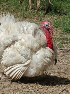 turkey breeder male. pure white big size male
