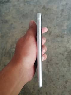 iphone xr white