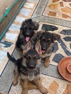Top line German Sherpherd puppies