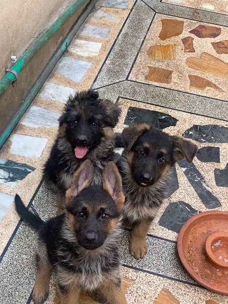 Top line German Sherpherd puppies 5