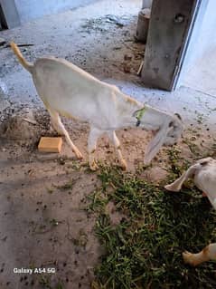 male goats for sale