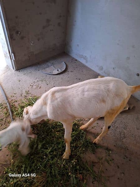 male goats for sale 1