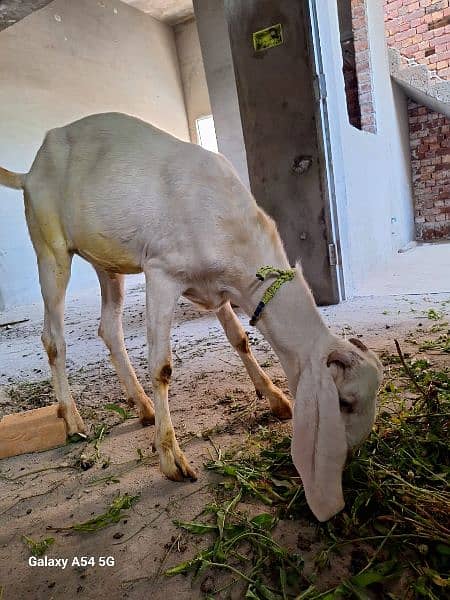 male goats for sale 2