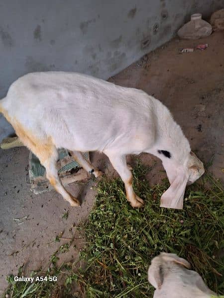male goats for sale 3