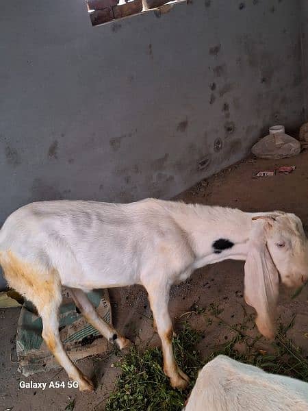male goats for sale 4