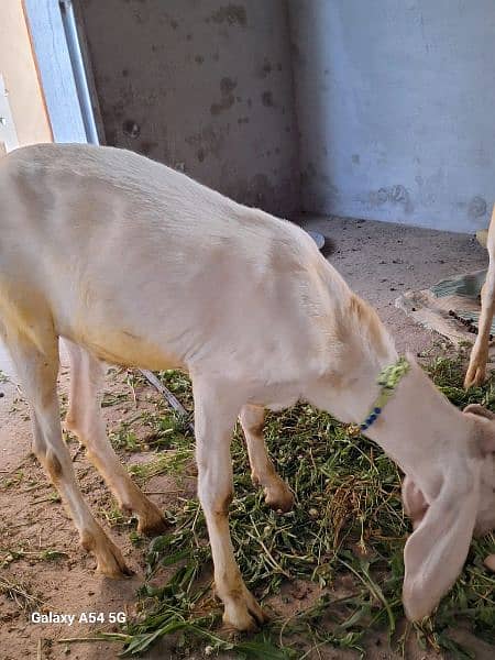 male goats for sale 5