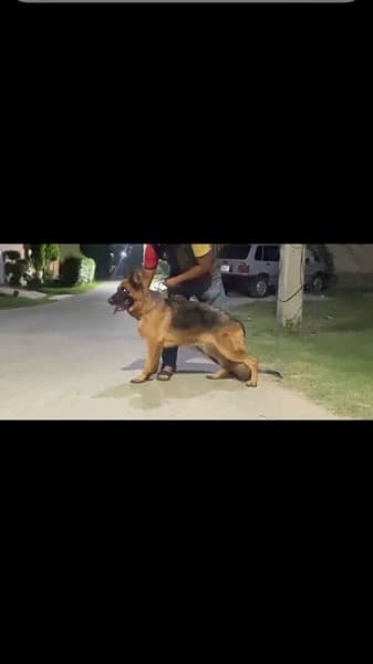 german shepherd Pink Pedigree confrim Breader Female for sale