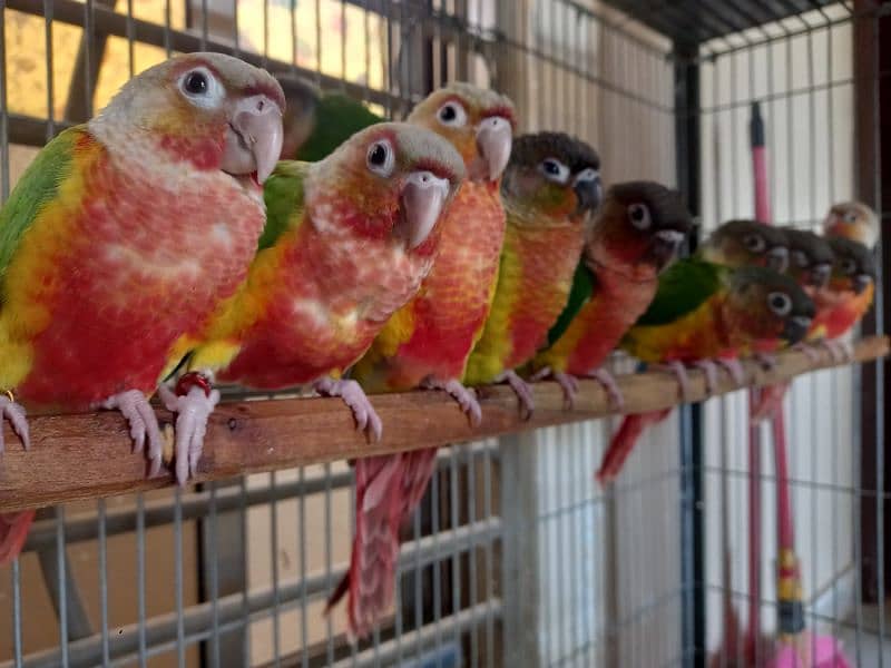 extream high red conures 16