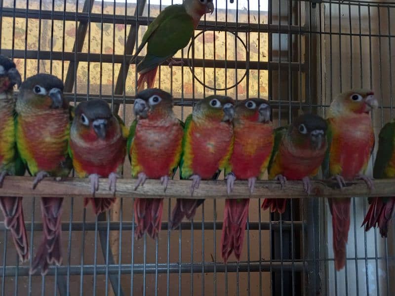 extream high red conures 18
