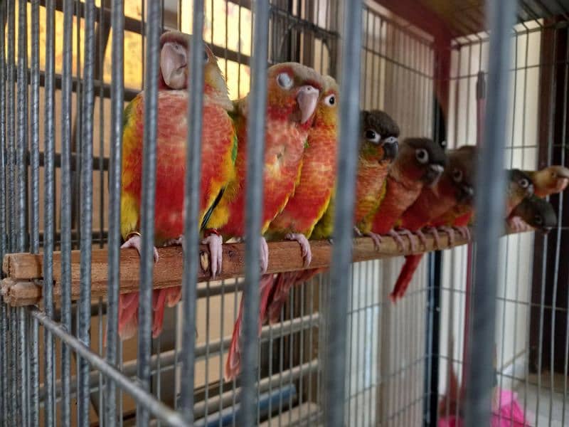 extream high red conures 17
