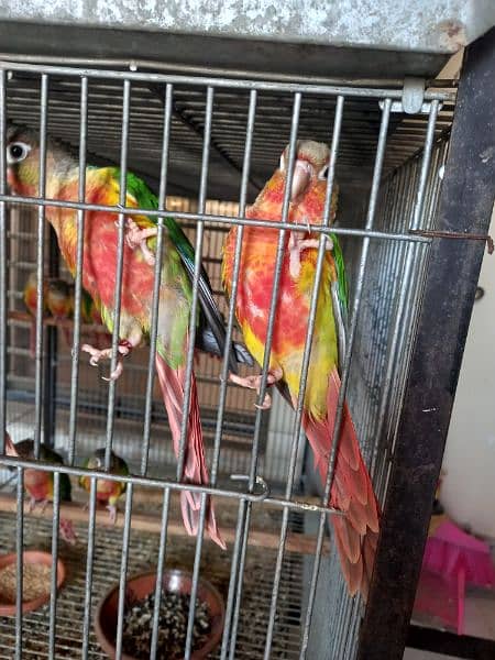extream high red conures 1