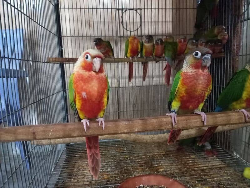 extream high red conures 2