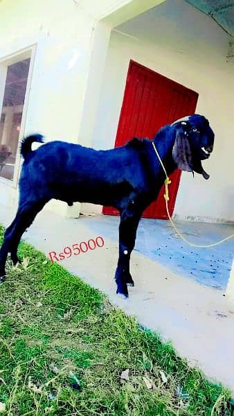 goat for sale 4