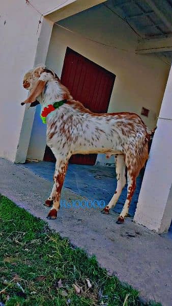 goat for sale 7