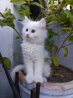 Fancy Persian cat kitten