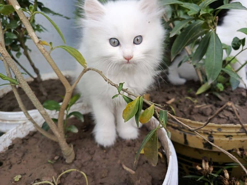 Fancy Persian cat kitten 1