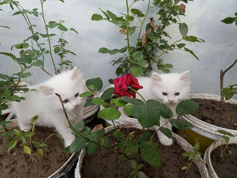 Fancy Persian cat kitten 2