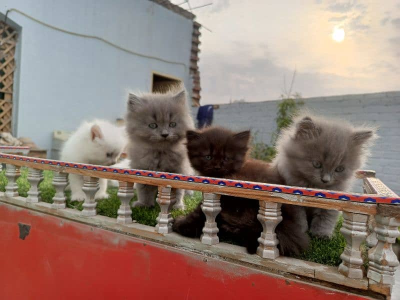 Fancy Persian cat kitten 5