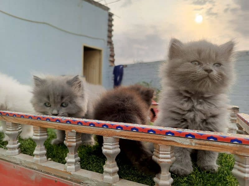Fancy Persian cat kitten 6