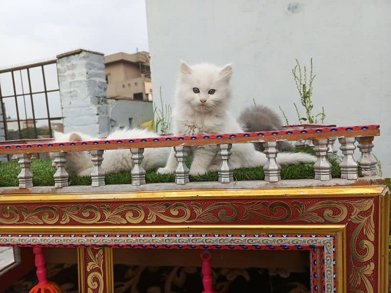 Fancy Persian cat kitten 10